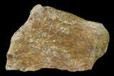 Permian Amphibian Fossil Bone - Texas #153750-1